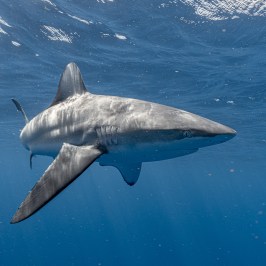 An oceanic shark swimming underwater in clear blue sea.