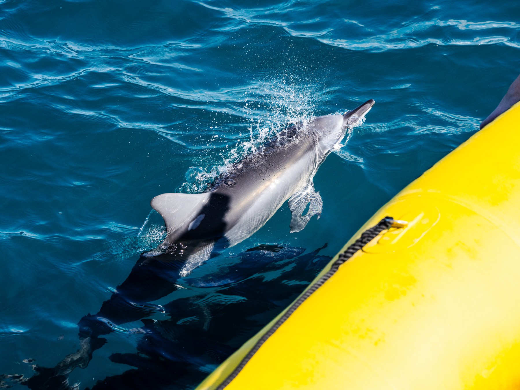 Dolphin swimming beside a yellow inflatable boat on blue water.