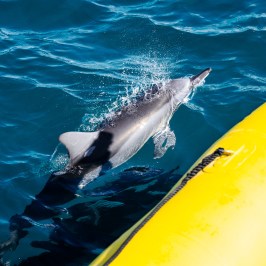 Dolphin swimming near a yellow inflatable kayak in clear blue water.