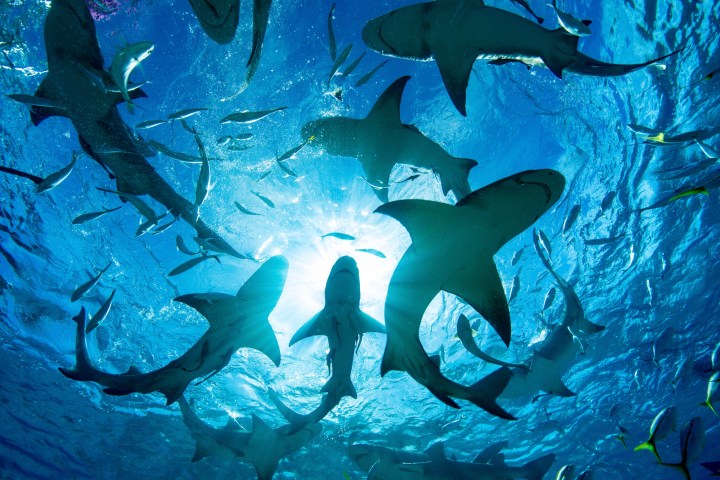 View from below of multiple sharks swimming in clear blue water with sunlight shining through.