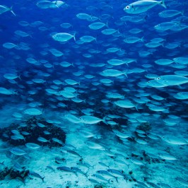A large school of fish swimming in deep blue ocean water.
