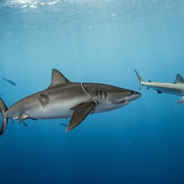 Two sharks swimming underwater in clear blue ocean.