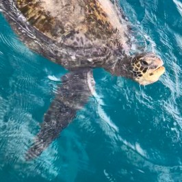 Sea turtle swimming in clear blue water, head above the surface.
