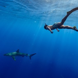 Diver in a wetsuit swimming near a shark in clear blue ocean water.