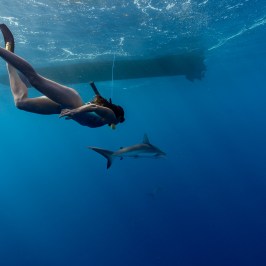 Person snorkeling underwater near a shark in the ocean.