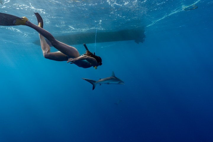 Person snorkeling underwater near a shark in the ocean.