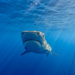 Shark underwater near surface with a buoy floating above.