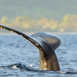 Whale tail emerging from ocean with blurred background.