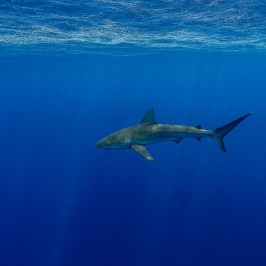 Shark swimming in deep blue ocean water.