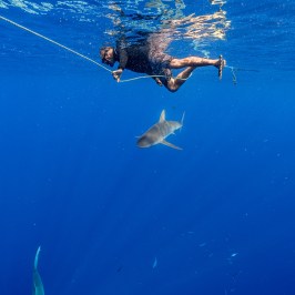 Person swimming in ocean with a rope, shark swimming below.