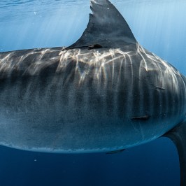 Underwater view of shark swimming in blue ocean with sun rays above.