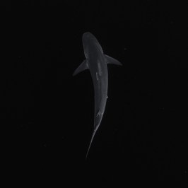 Shark swimming in dark water, seen from above.