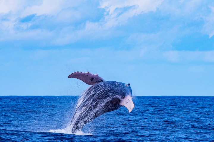 Humpback whale breaching in blue ocean under cloudy sky.