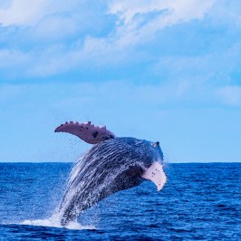 Humpback whale breaching above blue ocean under cloudy sky.