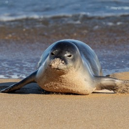 Seal lying on sandy beach by the ocean's edge.