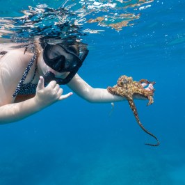 Person snorkeling underwater holding a small octopus.