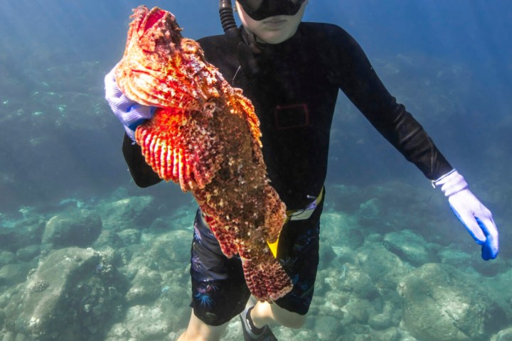 Snorkeler underwater holding a colorful fish with rocks on the seafloor.