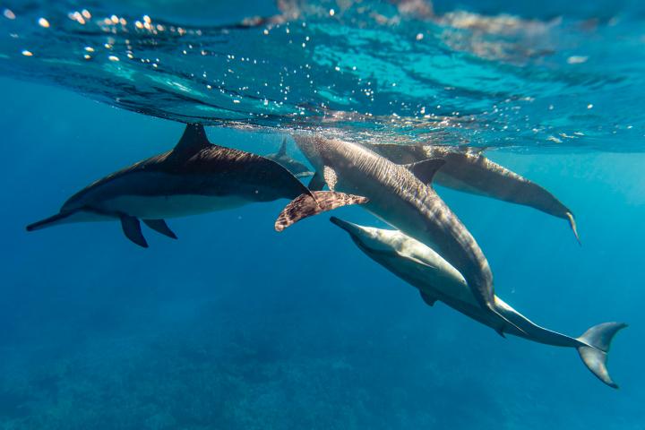 Four dolphins swimming underwater in clear blue ocean.