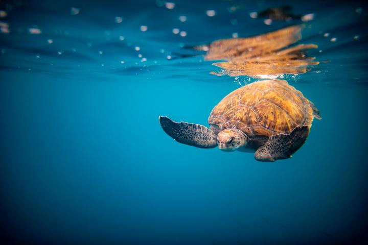 Sea turtle swimming underwater in clear blue ocean.