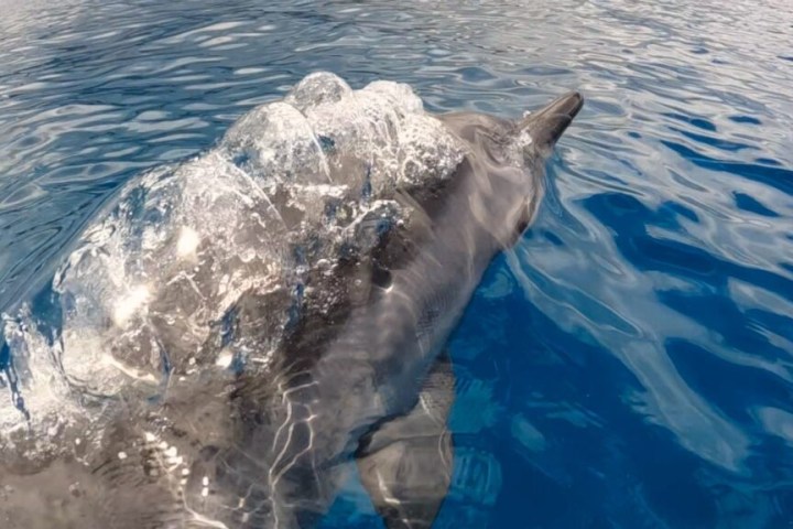Dolphin surfacing with water droplets on its back in clear blue ocean.